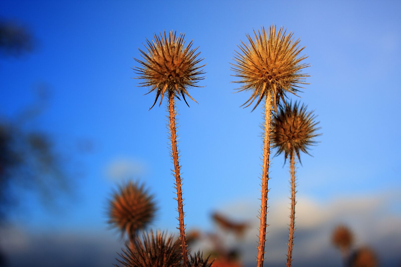 Spiky dried teasel thistle heads silhouetted against a clear blue sky
